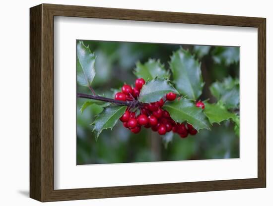 Common holly-Lisa Engelbrecht-Framed Photographic Print