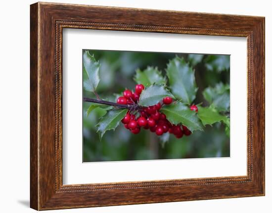 Common holly-Lisa Engelbrecht-Framed Photographic Print