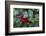 Common holly-Lisa Engelbrecht-Framed Photographic Print