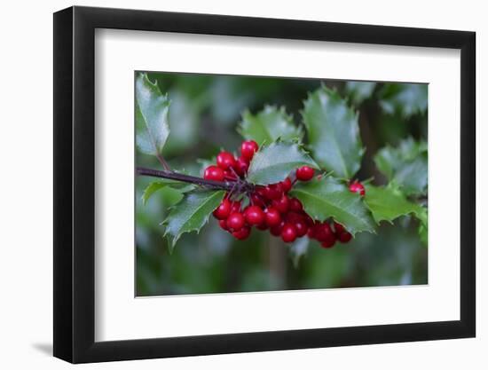 Common holly-Lisa Engelbrecht-Framed Photographic Print