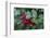 Common holly-Lisa Engelbrecht-Framed Photographic Print