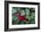 Common holly-Lisa Engelbrecht-Framed Photographic Print