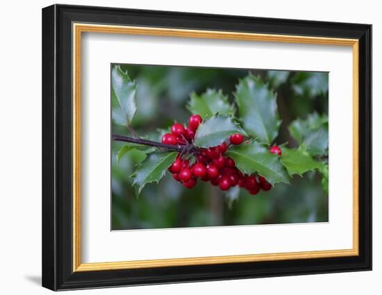 Common holly-Lisa Engelbrecht-Framed Photographic Print