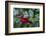 Common holly-Lisa Engelbrecht-Framed Photographic Print