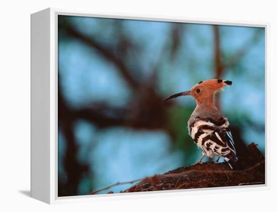 Common Hoopoe in Bandhavgarh National Park, India-Dee Ann Pederson-Framed Premier Image Canvas