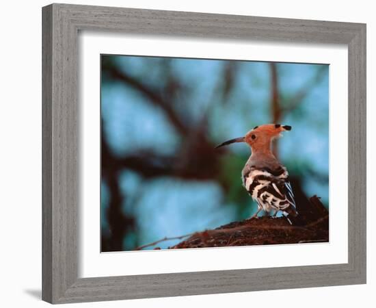 Common Hoopoe in Bandhavgarh National Park, India-Dee Ann Pederson-Framed Photographic Print