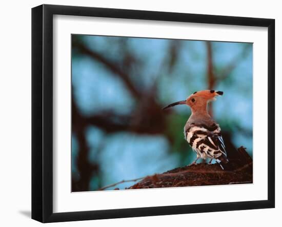 Common Hoopoe in Bandhavgarh National Park, India-Dee Ann Pederson-Framed Photographic Print