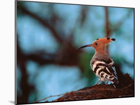 Common Hoopoe in Bandhavgarh National Park, India-Dee Ann Pederson-Mounted Photographic Print