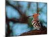 Common Hoopoe in Bandhavgarh National Park, India-Dee Ann Pederson-Mounted Photographic Print