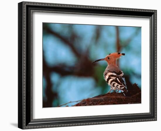 Common Hoopoe in Bandhavgarh National Park, India-Dee Ann Pederson-Framed Photographic Print