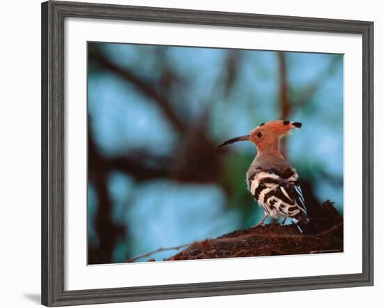 Common Hoopoe in Bandhavgarh National Park, India-Dee Ann Pederson-Framed Photographic Print