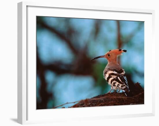 Common Hoopoe in Bandhavgarh National Park, India-Dee Ann Pederson-Framed Photographic Print