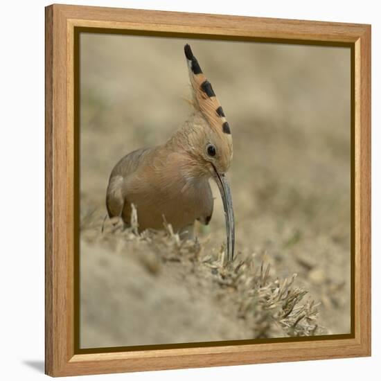 Common Hoopoe (Upupa Epops) Feeding On Ground, India-Loic Poidevin-Framed Premier Image Canvas