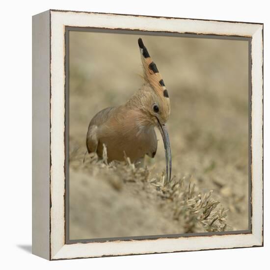 Common Hoopoe (Upupa Epops) Feeding On Ground, India-Loic Poidevin-Framed Premier Image Canvas