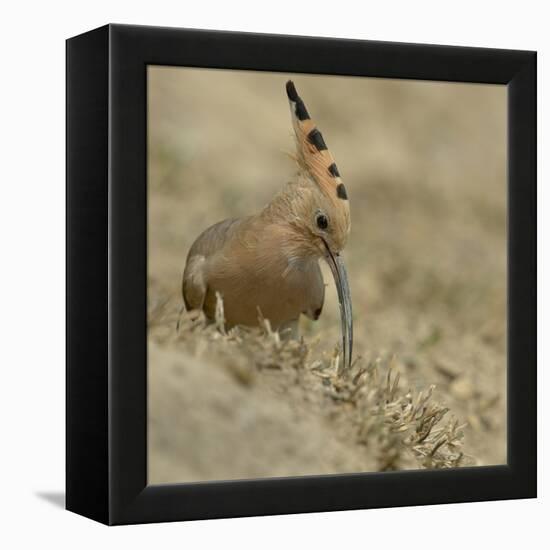 Common Hoopoe (Upupa Epops) Feeding On Ground, India-Loic Poidevin-Framed Premier Image Canvas