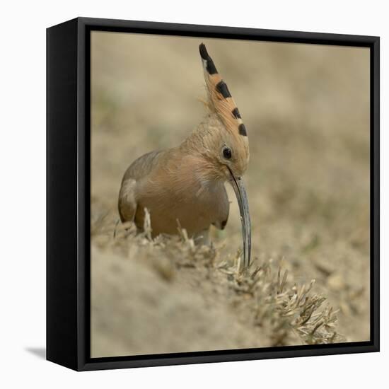 Common Hoopoe (Upupa Epops) Feeding On Ground, India-Loic Poidevin-Framed Premier Image Canvas