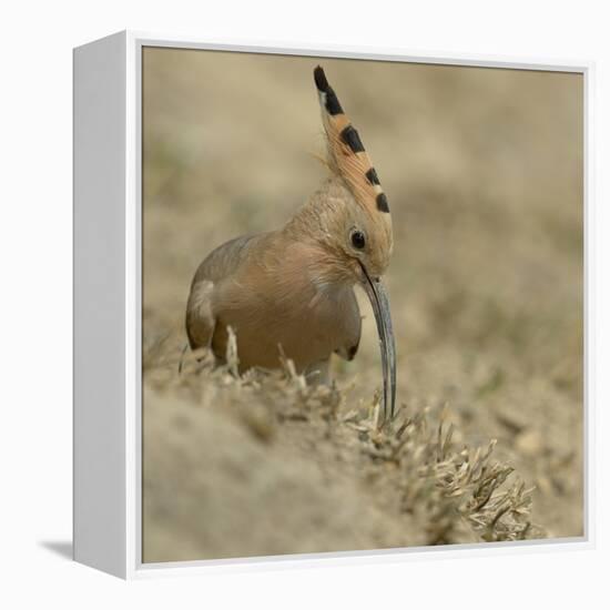 Common Hoopoe (Upupa Epops) Feeding On Ground, India-Loic Poidevin-Framed Premier Image Canvas