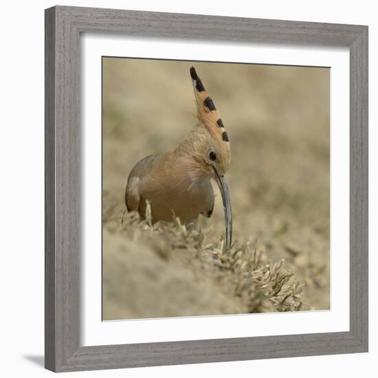 Common Hoopoe (Upupa Epops) Feeding On Ground, India-Loic Poidevin-Framed Photographic Print