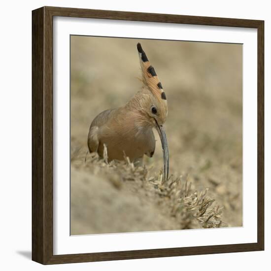 Common Hoopoe (Upupa Epops) Feeding On Ground, India-Loic Poidevin-Framed Photographic Print