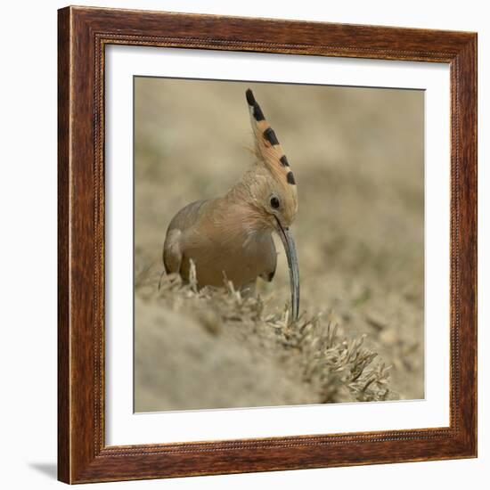 Common Hoopoe (Upupa Epops) Feeding On Ground, India-Loic Poidevin-Framed Photographic Print