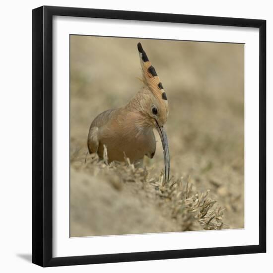 Common Hoopoe (Upupa Epops) Feeding On Ground, India-Loic Poidevin-Framed Photographic Print