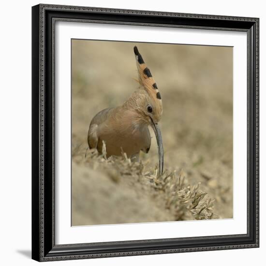 Common Hoopoe (Upupa Epops) Feeding On Ground, India-Loic Poidevin-Framed Photographic Print