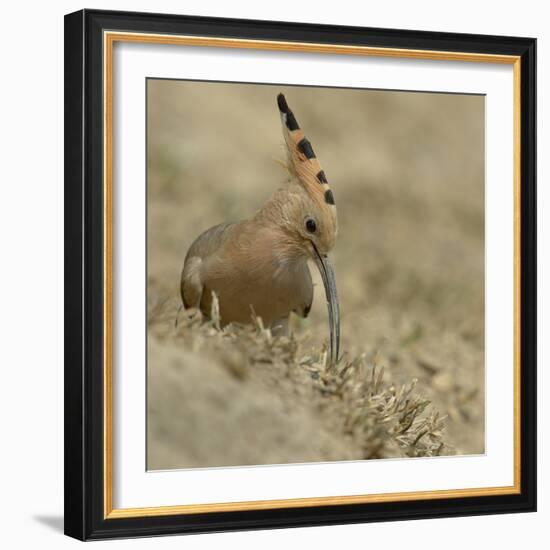 Common Hoopoe (Upupa Epops) Feeding On Ground, India-Loic Poidevin-Framed Photographic Print