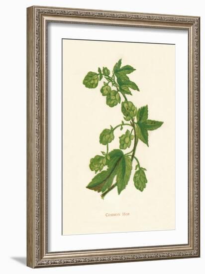 'Common Hop', c1891, (1891)-Anne Pratt-Framed Giclee Print