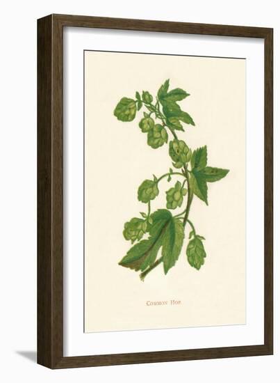 'Common Hop', c1891, (1891)-Anne Pratt-Framed Giclee Print