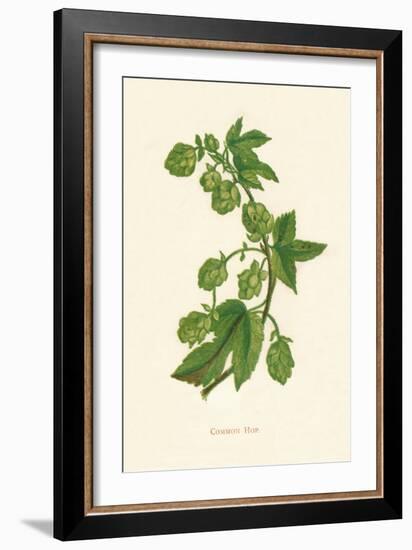 'Common Hop', c1891, (1891)-Anne Pratt-Framed Giclee Print