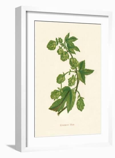 'Common Hop', c1891, (1891)-Anne Pratt-Framed Giclee Print