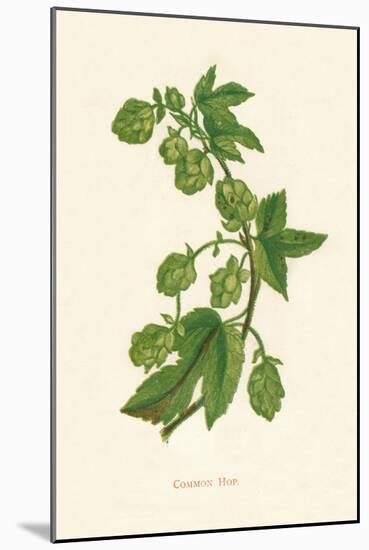 'Common Hop', c1891, (1891)-Anne Pratt-Mounted Giclee Print