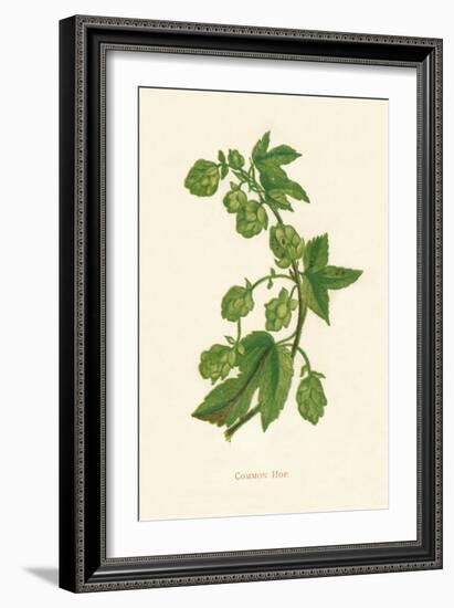 'Common Hop', c1891, (1891)-Anne Pratt-Framed Giclee Print