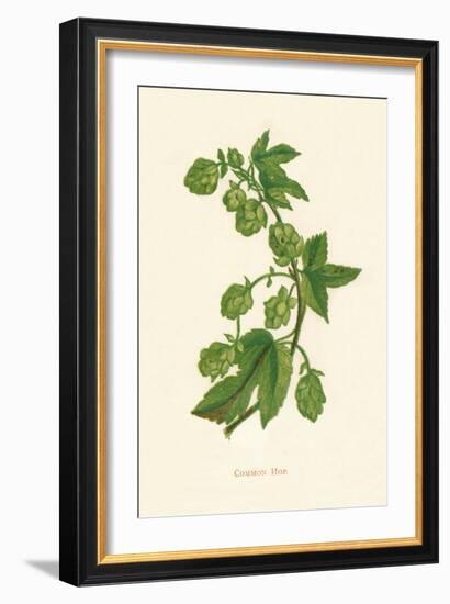 'Common Hop', c1891, (1891)-Anne Pratt-Framed Giclee Print