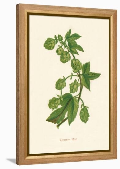 'Common Hop', c1891, (1891)-Anne Pratt-Framed Premier Image Canvas