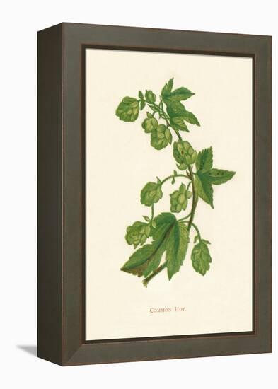 'Common Hop', c1891, (1891)-Anne Pratt-Framed Premier Image Canvas