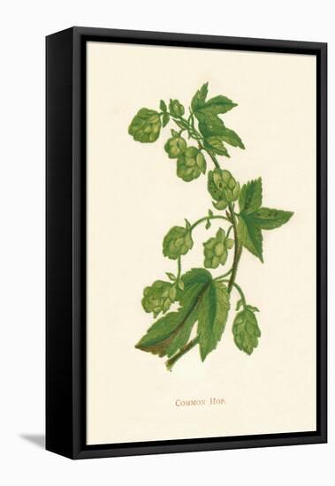 'Common Hop', c1891, (1891)-Anne Pratt-Framed Premier Image Canvas