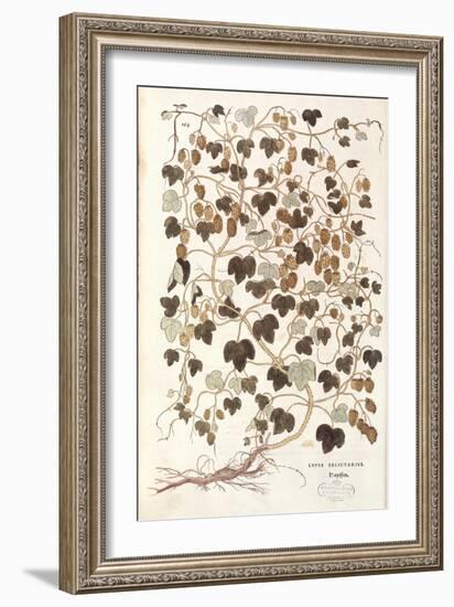 Common Hop - Humulus Lupulus (Lupus Salictarius) by Leonhart Fuchs from De Historia Stirpium Commen-null-Framed Giclee Print