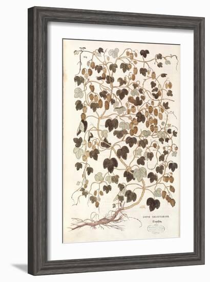 Common Hop - Humulus Lupulus (Lupus Salictarius) by Leonhart Fuchs from De Historia Stirpium Commen-null-Framed Giclee Print