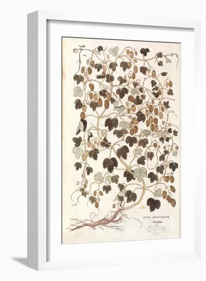 Common Hop - Humulus Lupulus (Lupus Salictarius) by Leonhart Fuchs from De Historia Stirpium Commen-null-Framed Giclee Print