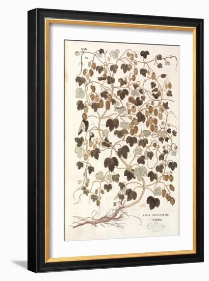 Common Hop - Humulus Lupulus (Lupus Salictarius) by Leonhart Fuchs from De Historia Stirpium Commen-null-Framed Giclee Print