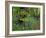 Common hornbeam trees with bluebells in undergrowth, UK-Andy Sands-Framed Photographic Print