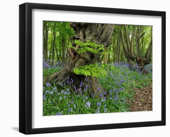 Common hornbeam trees with bluebells in undergrowth, UK-Andy Sands-Framed Photographic Print