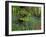 Common hornbeam trees with bluebells in undergrowth, UK-Andy Sands-Framed Photographic Print