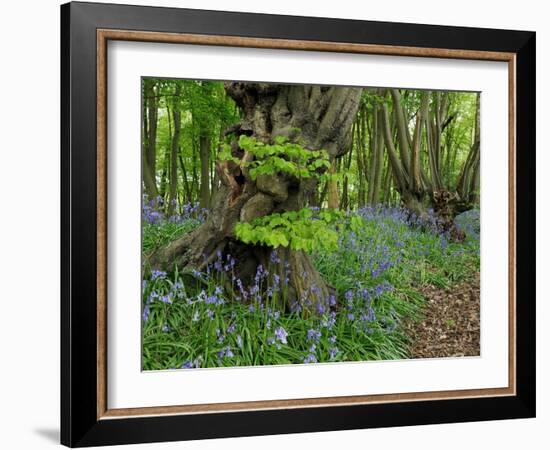 Common hornbeam trees with bluebells in undergrowth, UK-Andy Sands-Framed Photographic Print