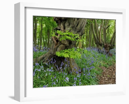 Common hornbeam trees with bluebells in undergrowth, UK-Andy Sands-Framed Photographic Print