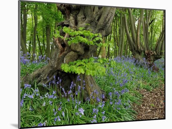 Common hornbeam trees with bluebells in undergrowth, UK-Andy Sands-Mounted Photographic Print