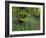 Common hornbeam trees with bluebells in undergrowth, UK-Andy Sands-Framed Photographic Print