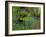 Common hornbeam trees with bluebells in undergrowth, UK-Andy Sands-Framed Photographic Print