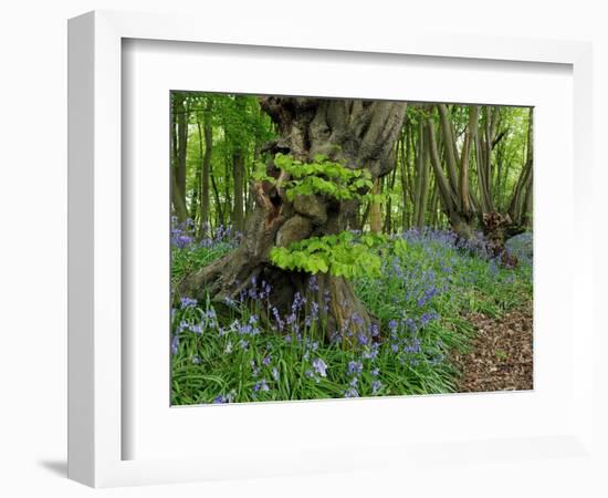 Common hornbeam trees with bluebells in undergrowth, UK-Andy Sands-Framed Photographic Print